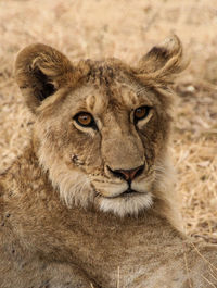Close-up portrait of lion