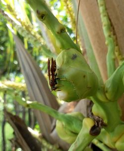 Close-up of insect on plant