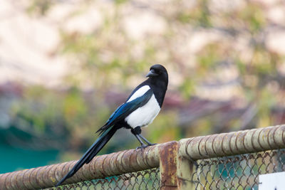 Close-up of bird perching on metal