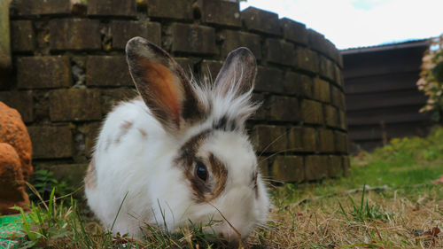 Close-up of a cat on field