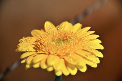 Close-up of wet yellow daisy flower