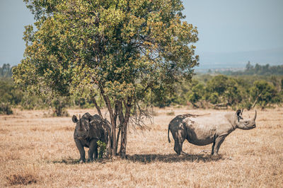 Rhino sitting under tree