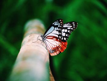 Close-up of butterfly on hand