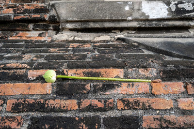 One lotus bud, placed on a brick floor, for worshiping the holy things.