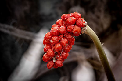 Close-up of strawberry on plant