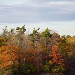 Trees against sky