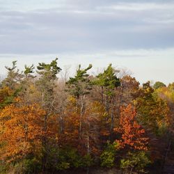 Trees against sky