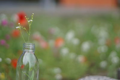 Close-up of flower on glass bottle