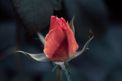 Close-up of wilted rose