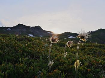 Close-up of flowers blooming on field against sky