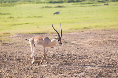 Deer standing on a field