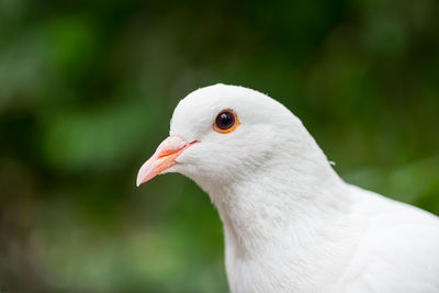 Close-up of bird