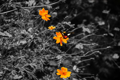 High angle view of orange flowers blooming outdoors