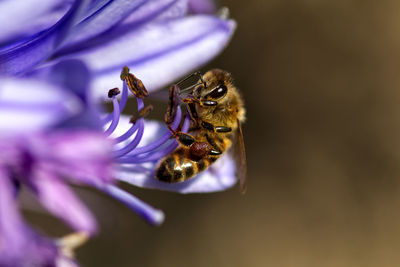 Close-up of bee pollinating on purple flower