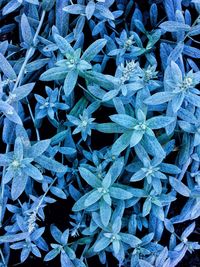 High angle view of plants during winter