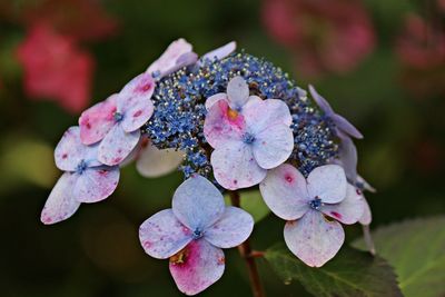 Close-up of purple hydrangea flowers