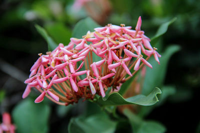 Close-up of pink ixora blooming outdoors