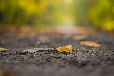 Surface level of yellow fallen leaf on road