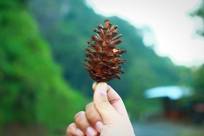 Close-up of hand holding plant