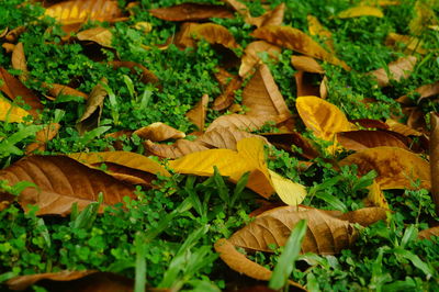 Close-up of mushrooms growing on field