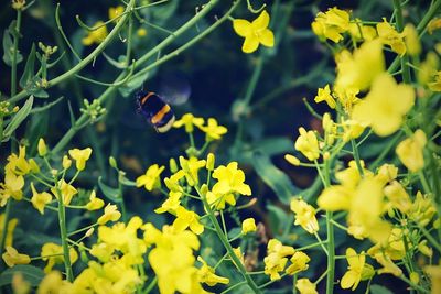 Close-up of yellow flowers