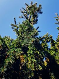 Low angle view of pine tree against sky