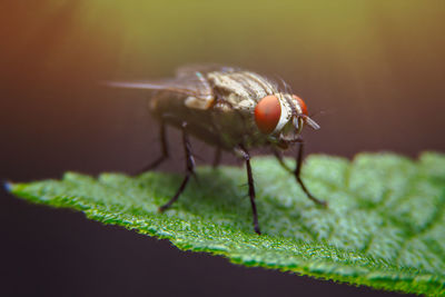 Close-up of insect on leaf