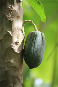 Close-up of fruit growing on tree