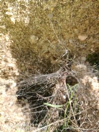 Close-up of spider on web