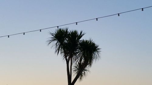 Low angle view of trees against clear sky