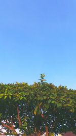 Low angle view of trees against clear blue sky