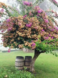 Pink flowers blooming in park