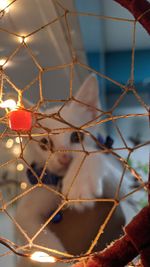 Close-up of berries on chainlink fence