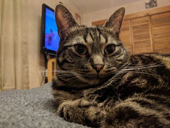 Close-up portrait of cat sitting at home