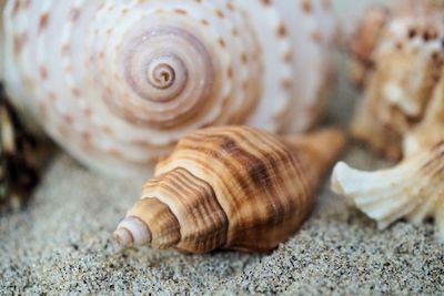 Close-up of snail on sand