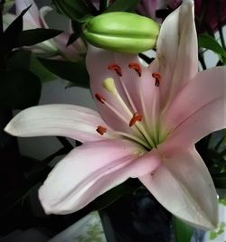 Close-up of pink flower