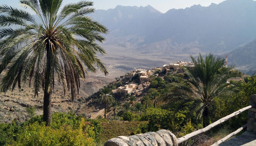 Palm trees on mountains against sky