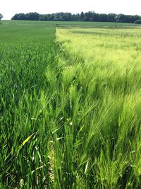 Crops growing on field