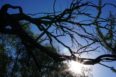 Low angle view of silhouette bare trees against sky