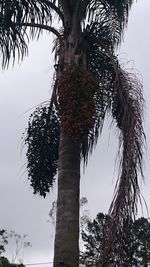 Low angle view of tree against sky