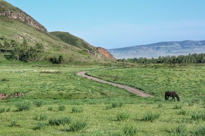 Horses grazing in a field