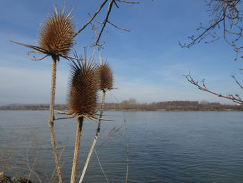 Close-up of dead plant on land against sky