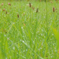 Close-up of grass growing on field