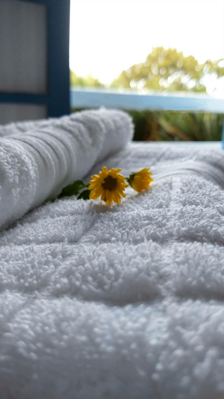 flower, flowering plant, textile, white color, plant, selective focus, close-up, bed, nature, furniture, vulnerability, no people, softness, fragility, relaxation, towel, indoors, flower head, beauty in nature, inflorescence, cozy, luxury