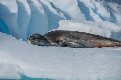 Crabeater seal on iceberg