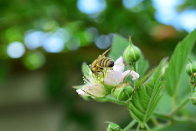 Close-up of bee pollinating flower