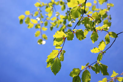 Low angle view of flowering plant against blue sky