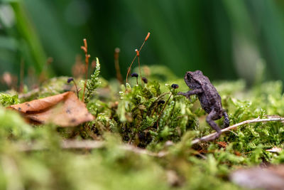 Close-up of animal on grass