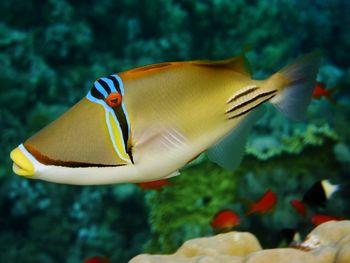 Lagoon triggerfish swimming underwater