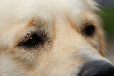 Close-up portrait of a dog